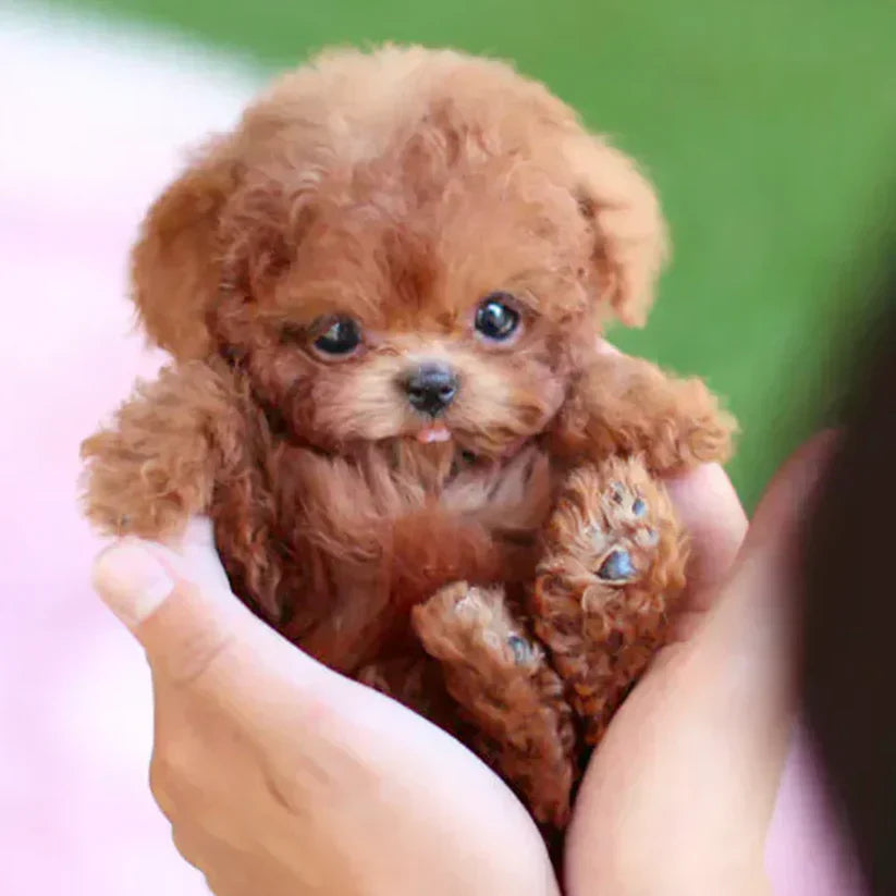 š¶NICOO - My Realistic Robot Puppy